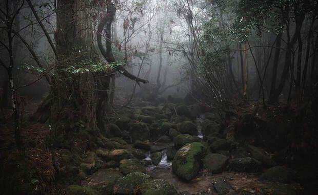 Лес Яку Япония Замшелые камни, увитые корнями японского кедра, лежат здесь уже семь тысяч лет. Прогулка по лесу Яку перенесет вас в прекрасную сказку, которая будет перекликаться с местной мифологией. Позаботьтесь о поездке заранее: чтобы попасть в этот национальный парк, вам придется забронировать путевку на специальном сайте.