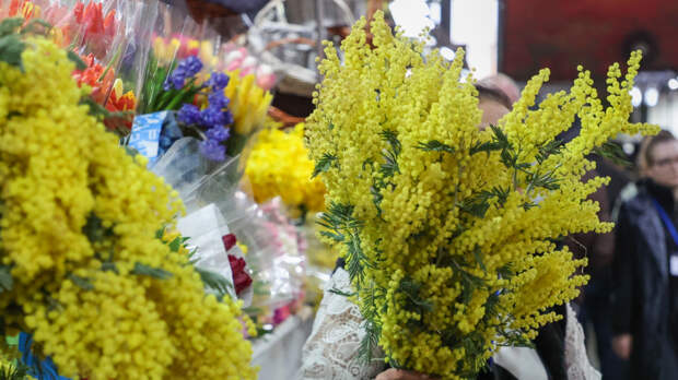 Мимоза распустилась раньше срока: грозит ли России дефицит цветов к 8 Марта