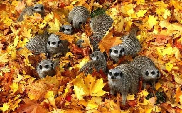 Животные завоеватели, захват, много