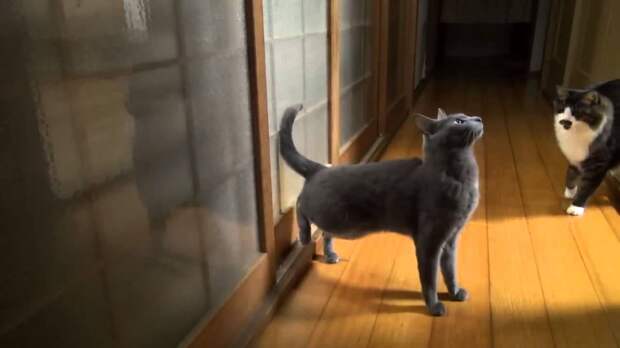 Картинки по запросу кот умеет стучать лапой в двери