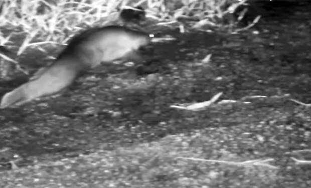 Источник фото: Africam/Naledi Bush Lodge/Compass Media