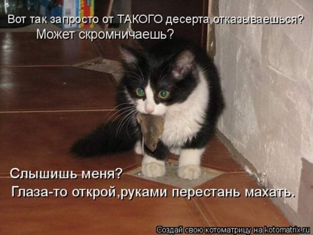 Свежая котоматрица (32 фото)