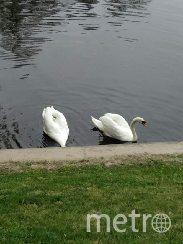 Лебеди Елисей и Любава вернулись в Летний сад