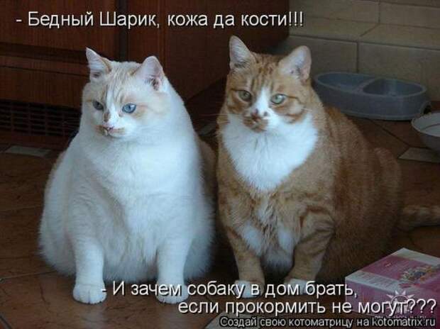 Котоматрицы(картинки с надписями)