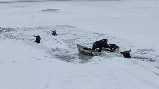 Неравнодушные люди все Рождество спасали лосей, которые провалились под лед