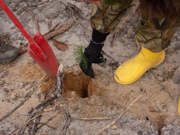 В Нижегородской области высадят более 400 тысяч деревьев