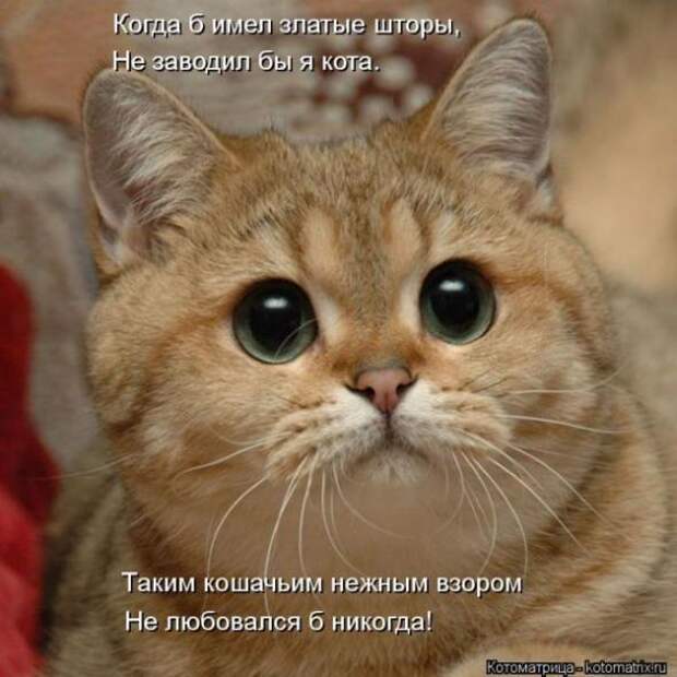 Котоматрицы (картинки с надписями)