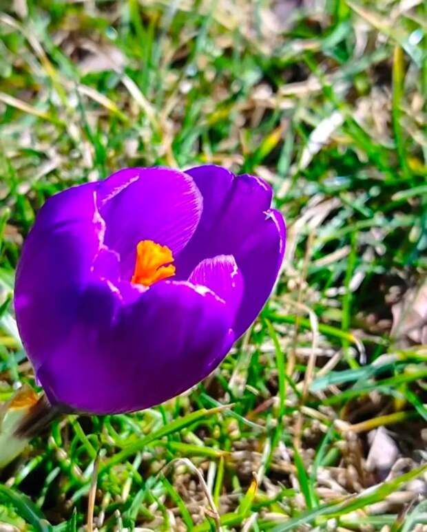 Весна! В парке Галицкого цветут крокусы – гостей просят не вытаптывать первоцветы