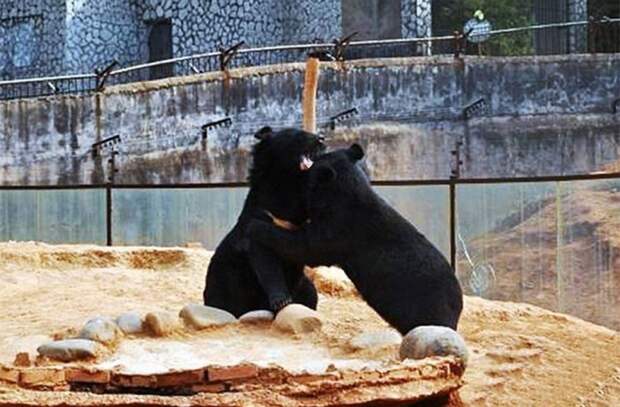 Китаец два года выращивал "собак" из медвежат