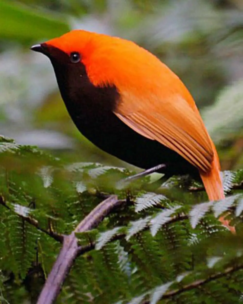 Оранжево черная птица