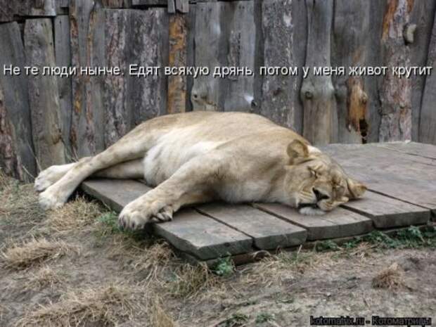 Забавные котоматрицы