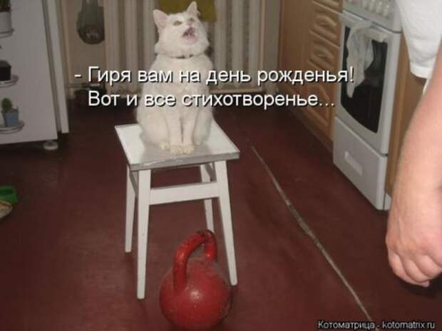 Веселая котоматрица