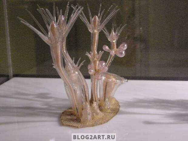 JellyFish008