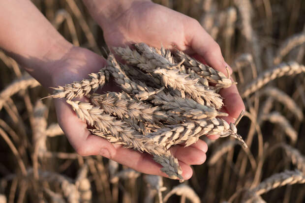 МСЗ: в этом году Россия впервые займет больше четверти мирового экспорта пшеницы