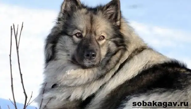 Кеесхонд собака. Описание, особенности, уход и цена породы кеесхонд