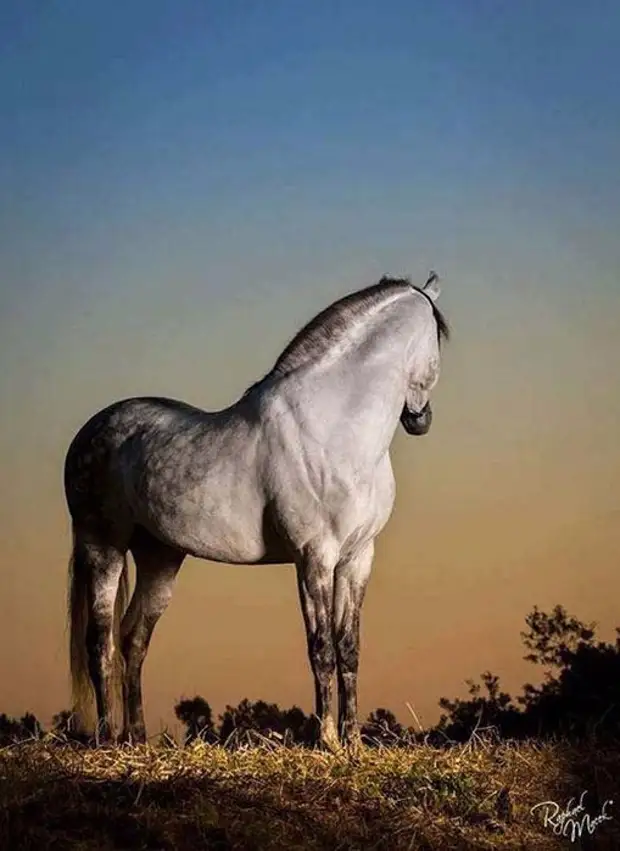 Там конь. Андалузская лошадь. Андалузская лошадь серая. Лузитано лошадь серая. Андалузский жеребец.