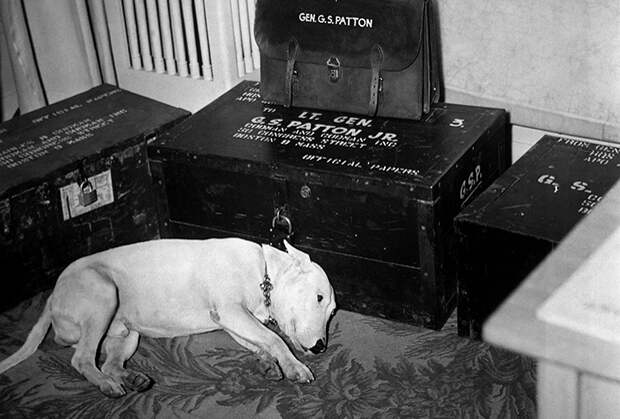 Питбуль генерала Паттона спит у багажа своего хозяина