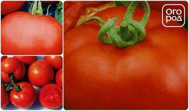 томаты помидоры сорт Загадка