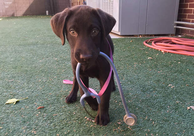 vet-rescued-chocolate-labrador-retriever-puppy-bronson-kaffekalle-21