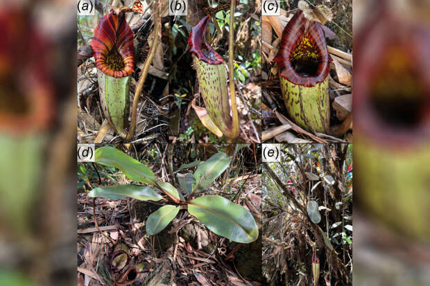 AJB: на острове Борнео нашли неизвестную разновидность гигантского кувшиночника