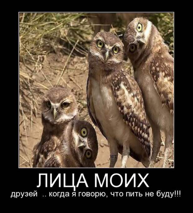 Развеселые демотиваторы