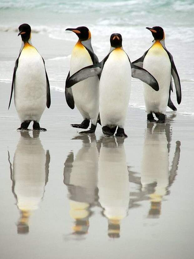 Стопэ, ребята, там что-то странное интересное, пингвины, факты, фауна