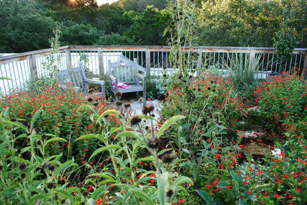 Сад на крыше: Как правильно выбрать растения