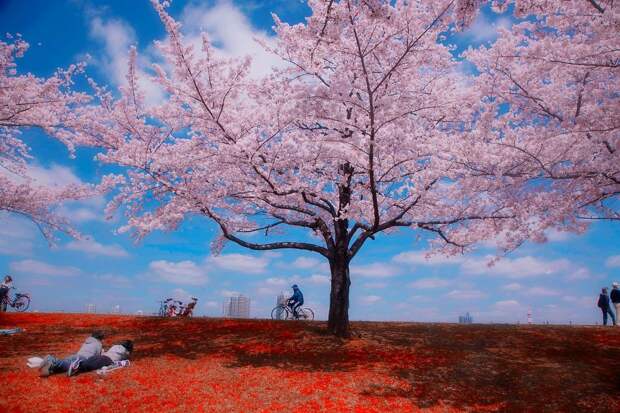 japan-street-photography-38-580888904b8da__880