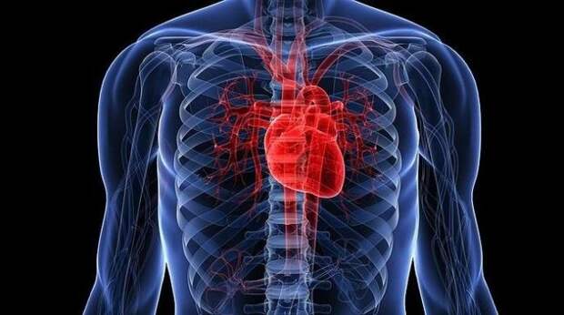 15 невероятных фактов о человеческом сердце, которые поразят вас