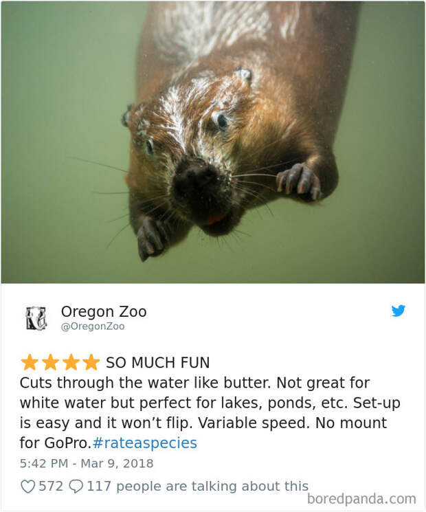 Amazon Animal Review