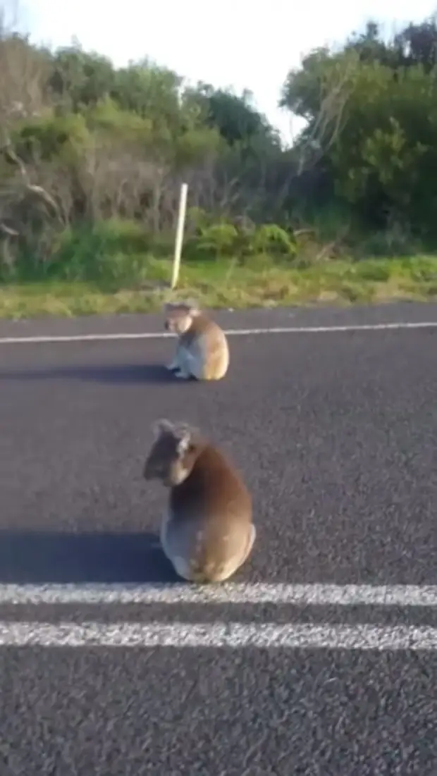 Женщина увидела посреди дороги пушистый комок из играющих коал, ей удалось спасти малышей от грузовика