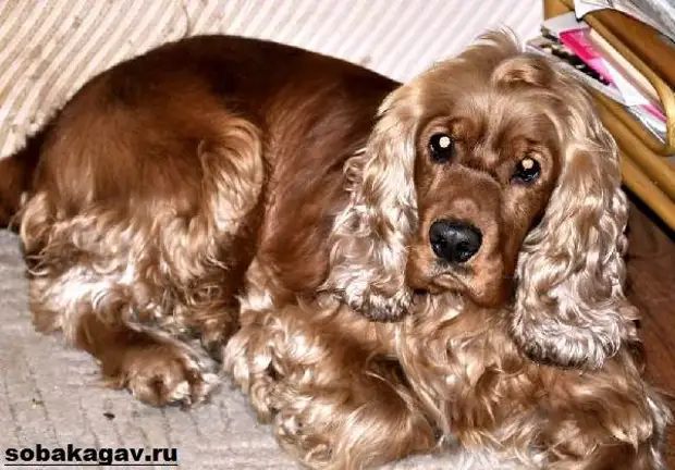 Английский кокер спаниель собака. Описание, уход и цена английского кокер спаниеля