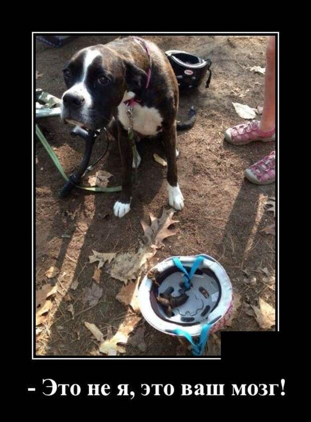 demotivatory-demotivator-smeshnye-demotivatory-demotivator-so-smyslom