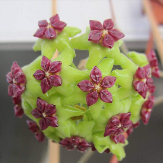 Hoya cinnamomifolia var. cinnamomifolia красота, лиана, природа, флора, хойя, цветы, чудеса