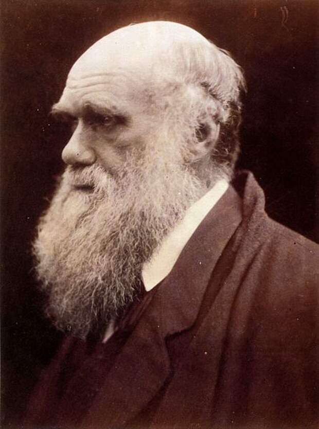 File:Charles Darwin by Julia Margaret Cameron 3.jpg