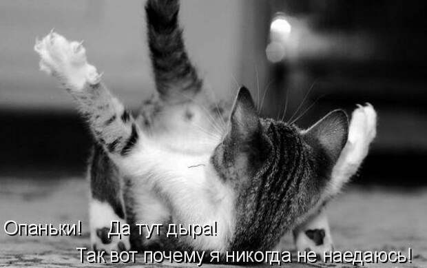 Картинки котяр с смешными надписями (34 фото) картинки, коты, юмор