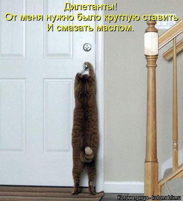 Лучшие котоматрицы недели
