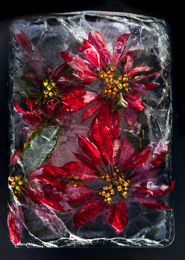 Цветы Южной Африки, замороженные в восхитительных композициях