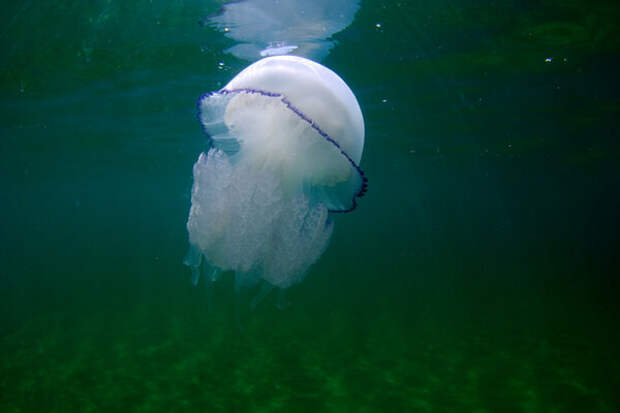 Черноморская медуза-корнерот