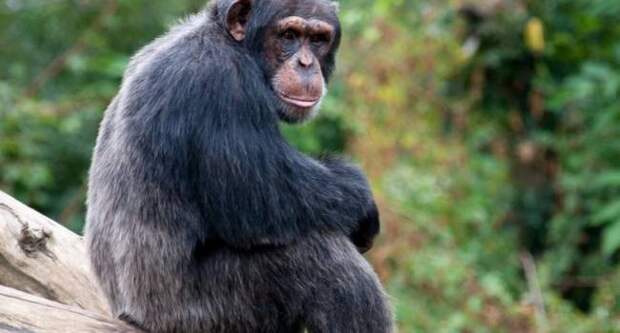 Зачем шимпанзе бросают камни в деревья