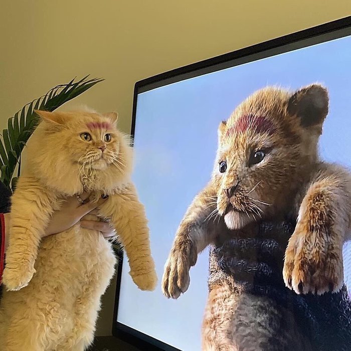 Котсплэй