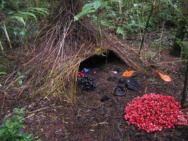 Шалашники или беседковые птицы (лат. Ptilonorhynchidae) (англ. Bowerbird)