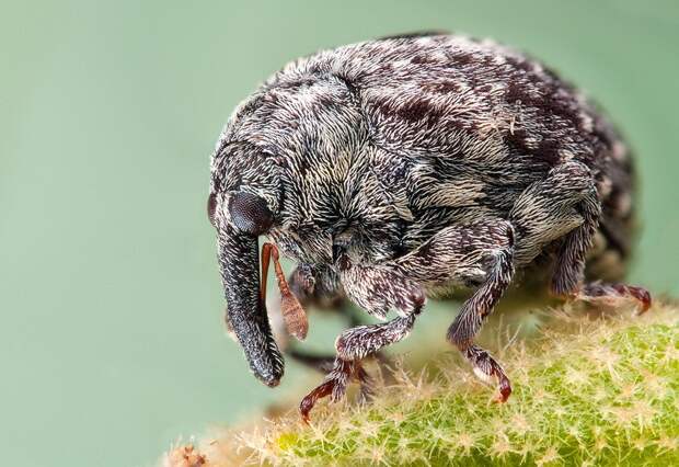 insects10 insects10 Портреты насекомых
