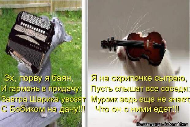 Лучшие котоматрицы недели