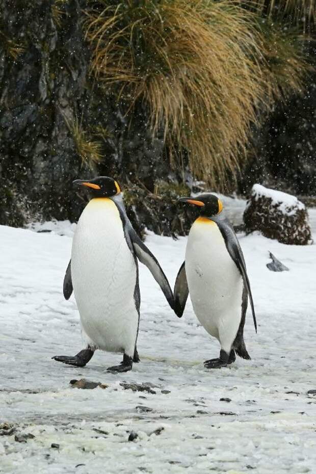 Дорогая, я подарю тебе вселенную интересное, пингвины, факты, фауна
