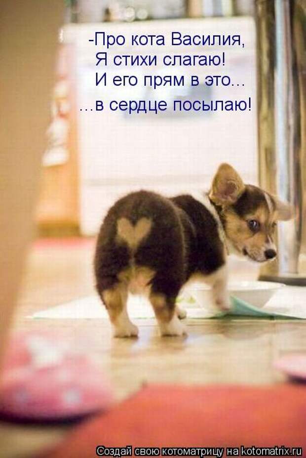 Лучшие котоматрицы недели Лучшие котоматрицы недели