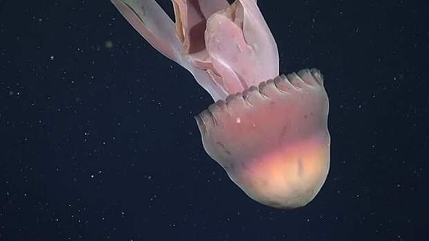 Гигантскую медузу длиной 10 метров нашли ученые.