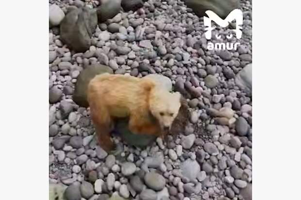 На Дальнем Востоке заметили медведей-краболовов