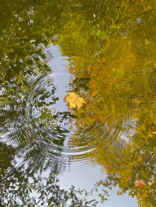 Цифровая фотография 樱花落下 Гуандун Китай
