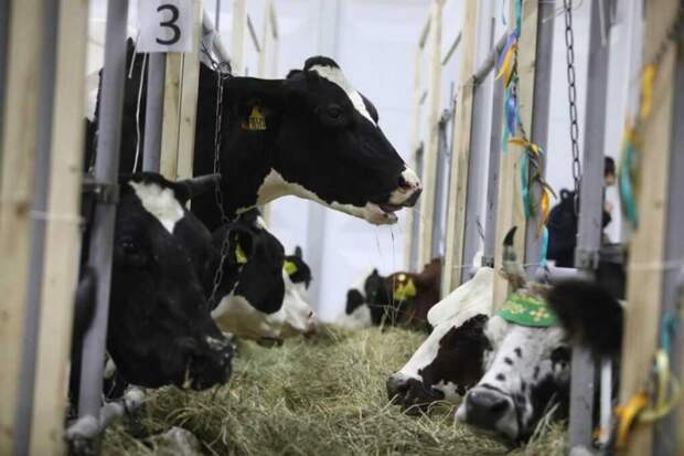 Куда подевались коровы? Как молочная промышленность стала невидимой и сверхэффективной